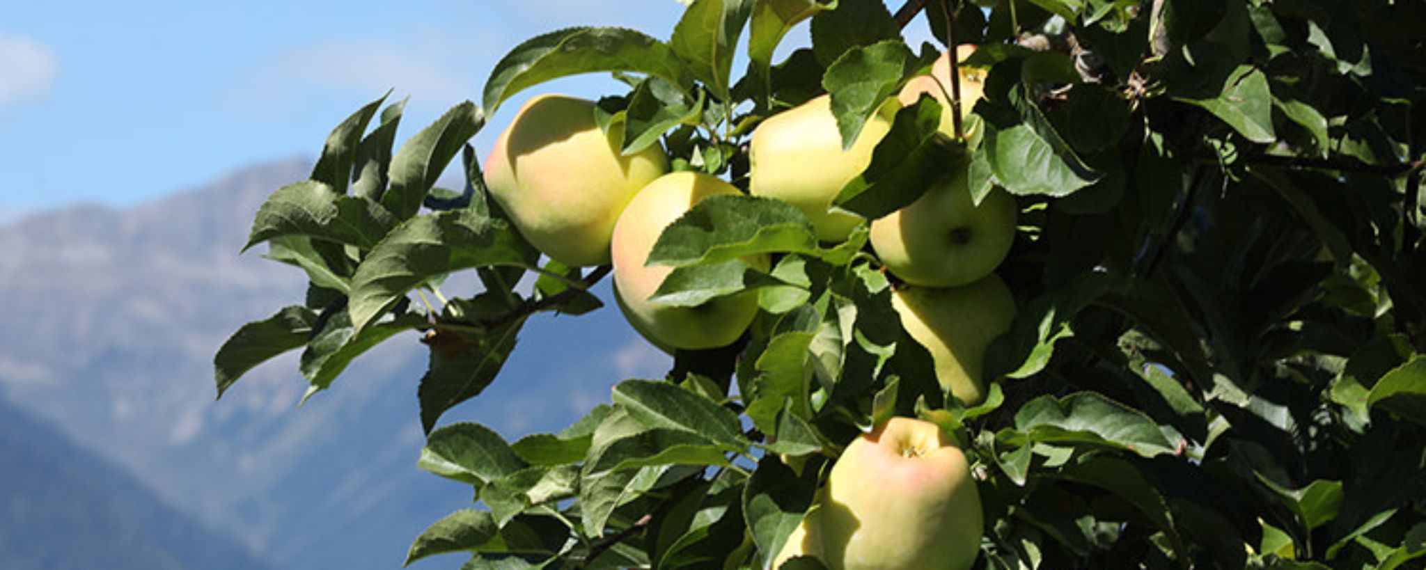 Frutta