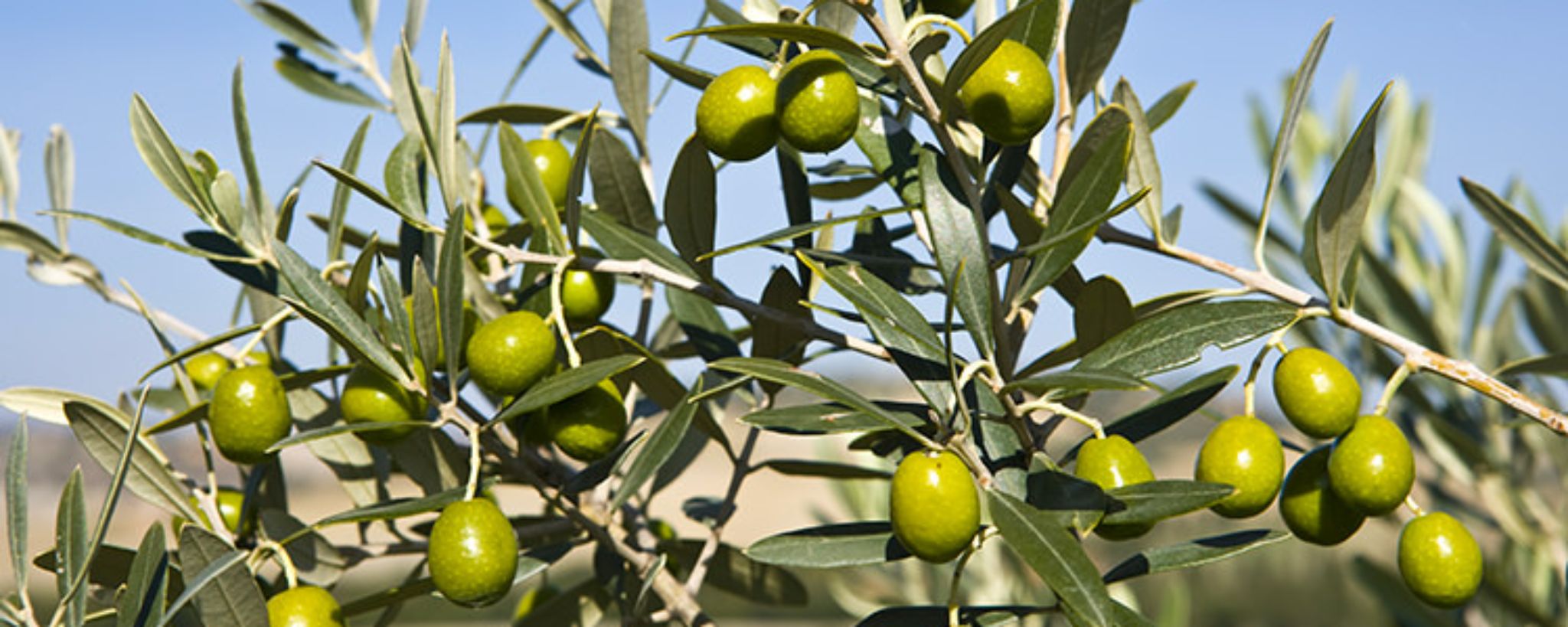 Olivo