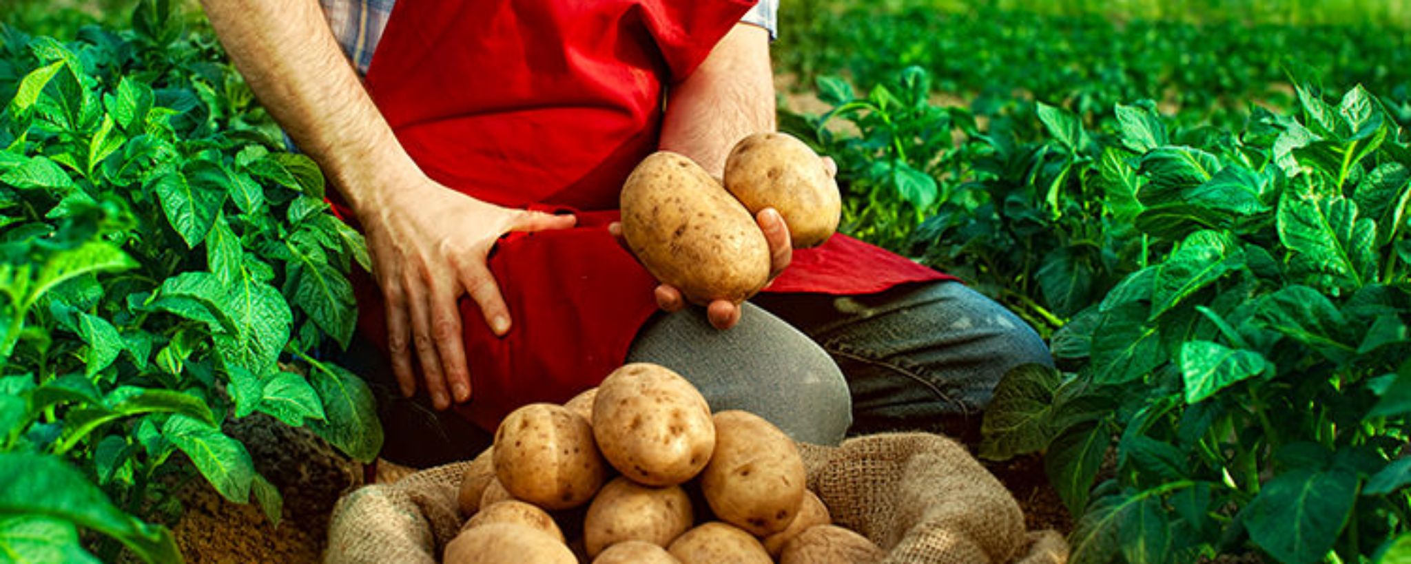 Patate