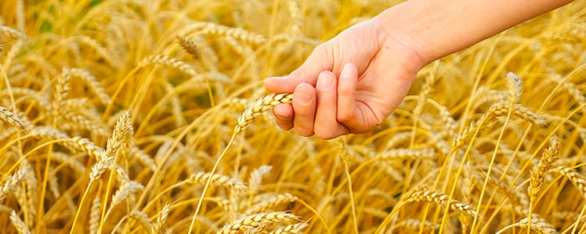 Orzo