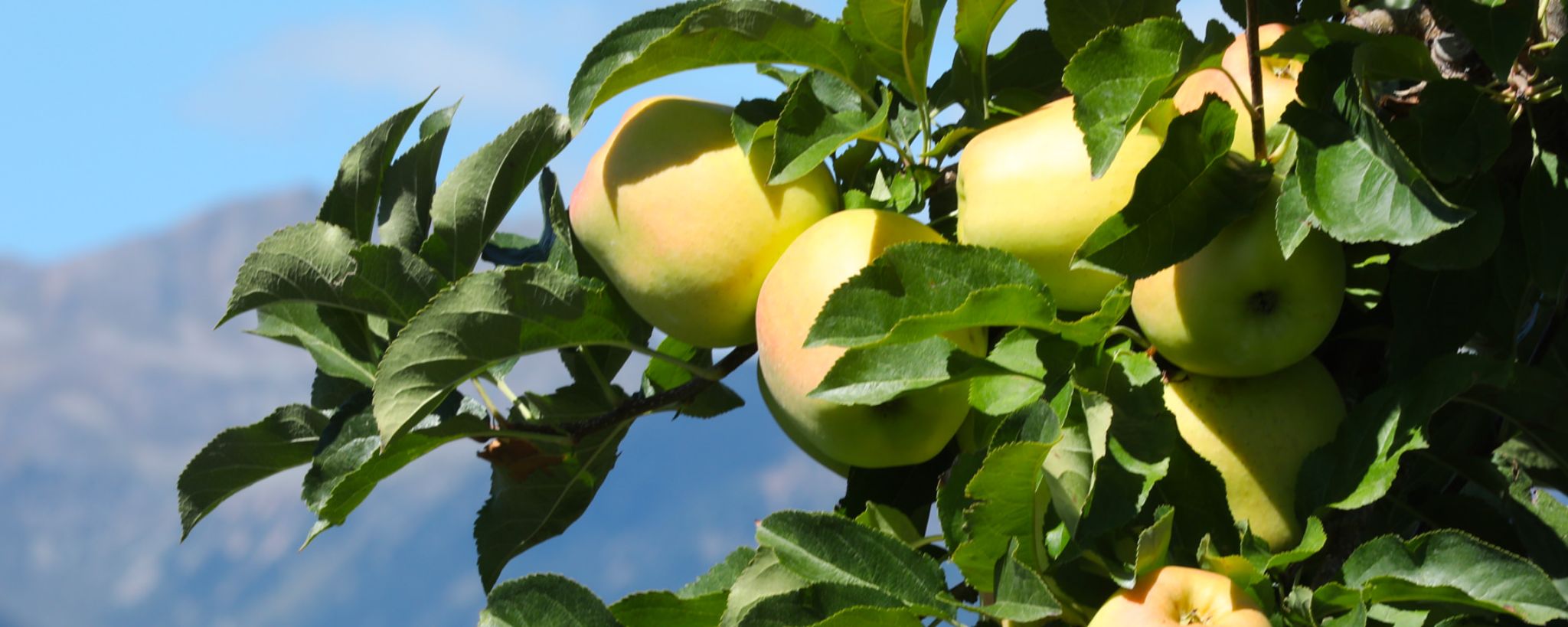 Piccoli frutti