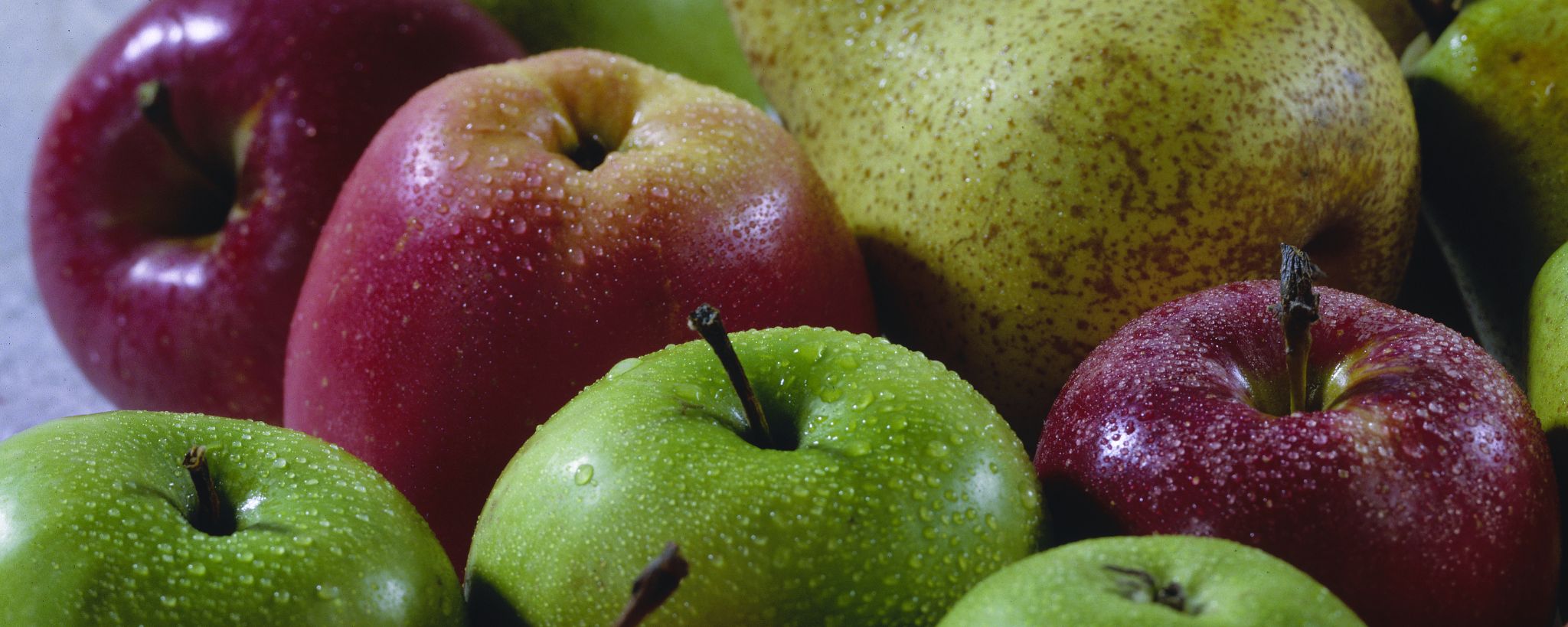 Pomacee