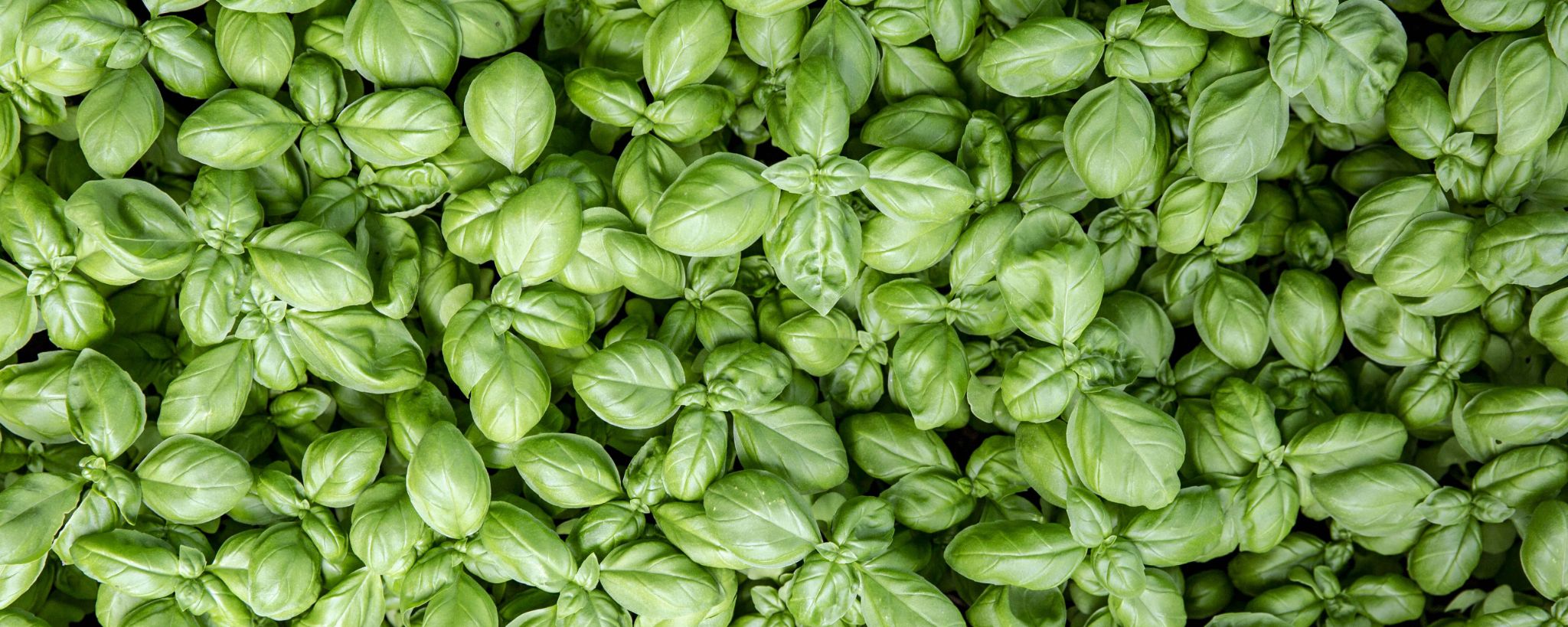 Basilico