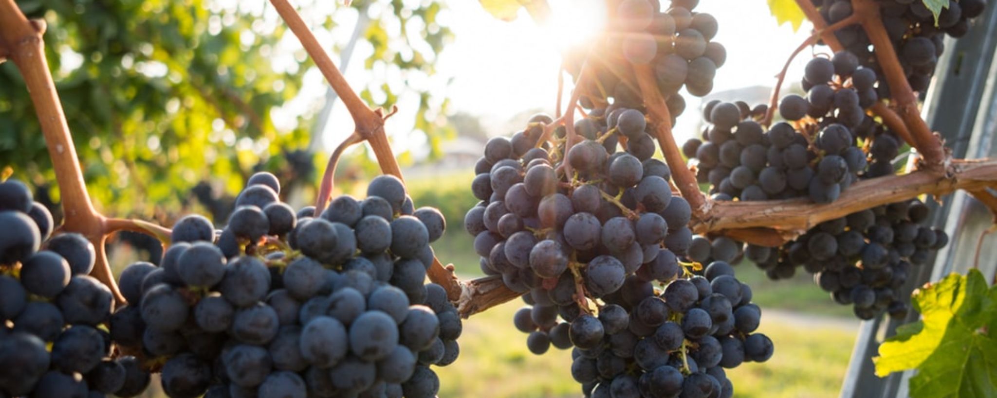 Vite da vino
