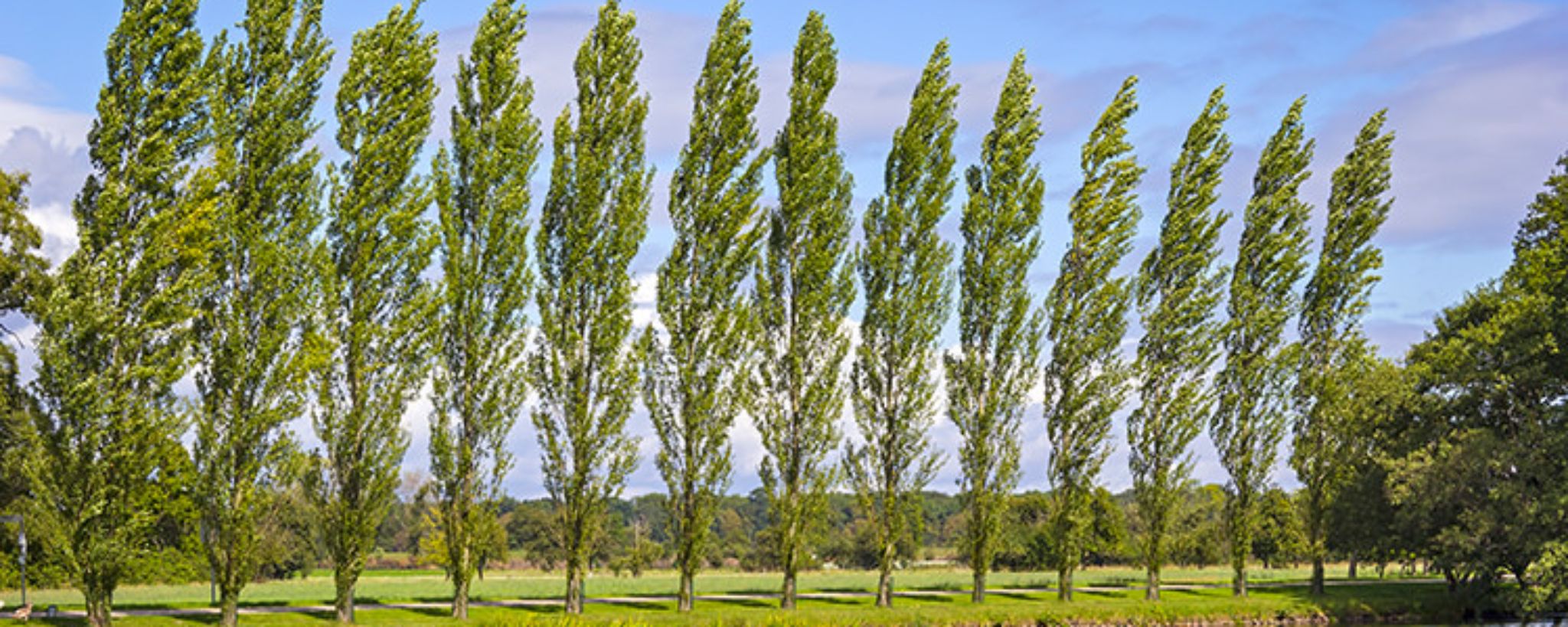 Alberi e arbusti