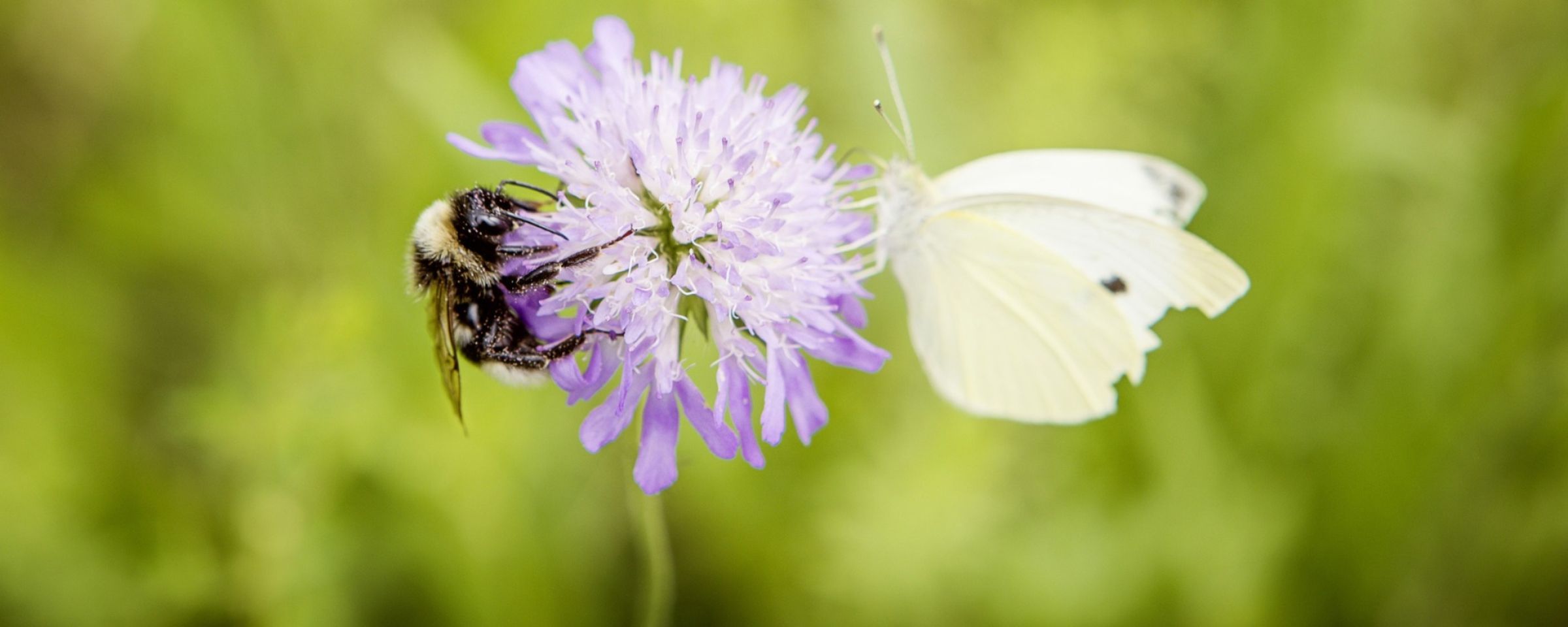 Biodiversità-api-Header